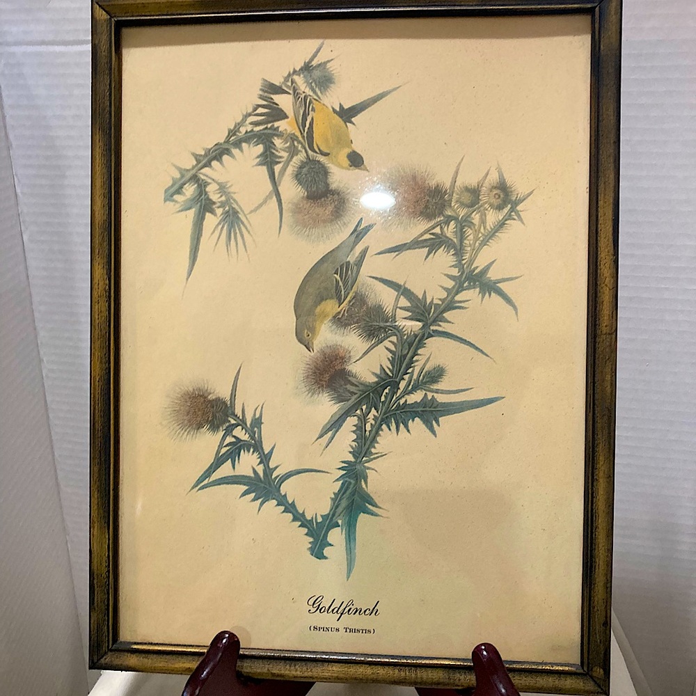 American Goldfinch Print by John James Audubon